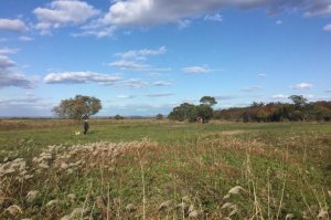 Вологодская область. Правительство области намерено бесплатно раздавать гражданам пустующие сельхозземли