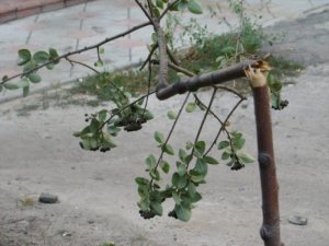 Ростов-на-Дону. Администрация города призывает ростовчан бережно относиться к зеленым насаждениям