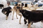 Самарская область. Мы в ответе за тех, кого приручили: за отлов и содержание бездомных животных будут отвечать муниципалитеты